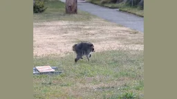 Jimothy the raccoon has a rare spinal condition. Here's what that means