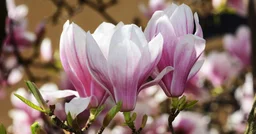 Magnolias are so old that they're pollinated by beetles, not bees (2025)